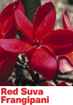 Red Suva Frangipani - Australian Bush Flower Relationship Essence